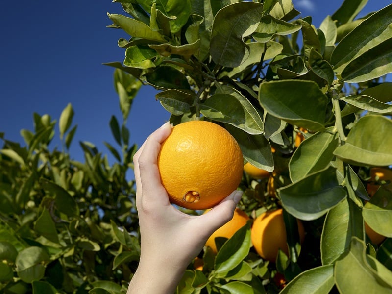 hand picking orange from tree